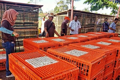 Kementan: Beternak Ayam Dapat Sejahterakan Rakyat