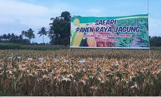 Bulan November, Sejumlah Kawasan Mulai Panen Raya Jagung