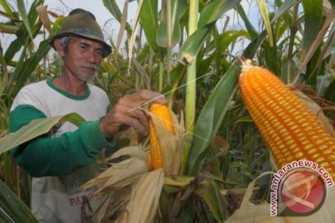 Atas Permintaan Bulog, Pemerintah Pinjam Jagung Untuk Penuhi Kebutuhan Pakan Ternak