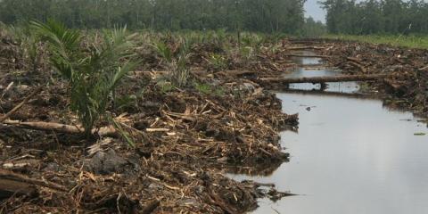 Dosen Unusia Jakarta: Penting Jaga Kekhasan Ekosistem Gambut
