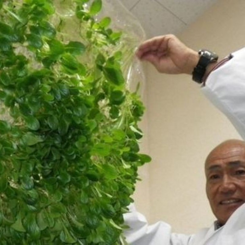Manfaatkan Teknologi, Jepang Kembangkan Pertanian Tanpa Lahan