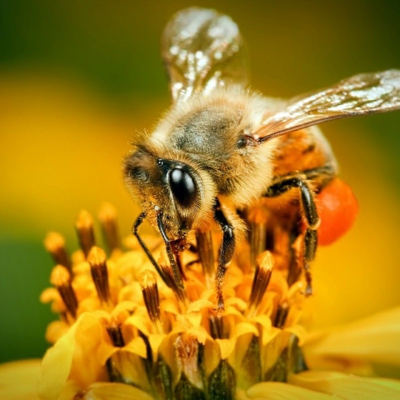 Wujudkan Kemandirian Ekonomi, Basada Lampung Kembangkan Budidaya Lebah