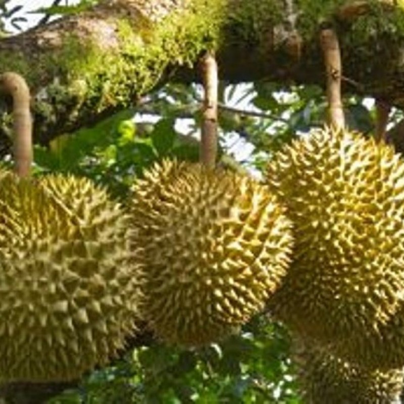 Stiker di Pohon Durian