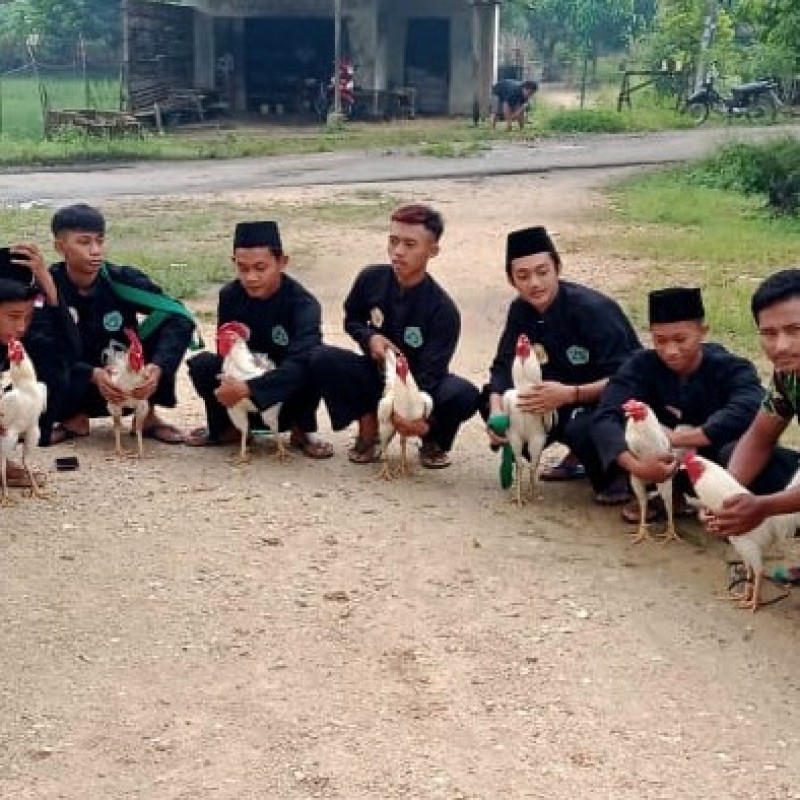 Penyembelihan Ayam Putih Tandai Wisuda Santri Pagar Nusa Ambarawa