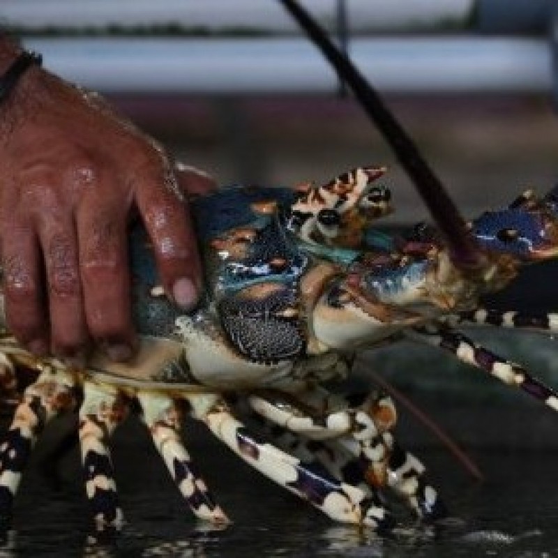 Menyelamatkan Ekosistem Lobster