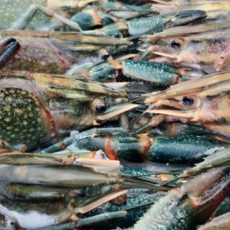 Besok Siang, LBM PBNU Bahas Kebijakan Menteri KKP Soal Ekspor Lobster