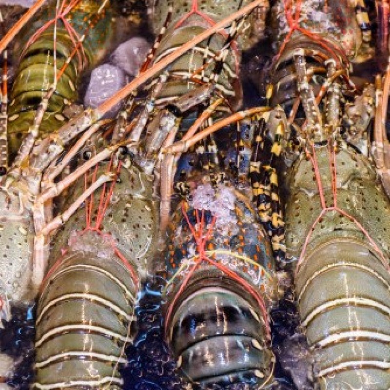 Imam Aziz: Negara Wajib Fasilitasi Riset Agar Benih Lobster Bisa Dibudidayakan