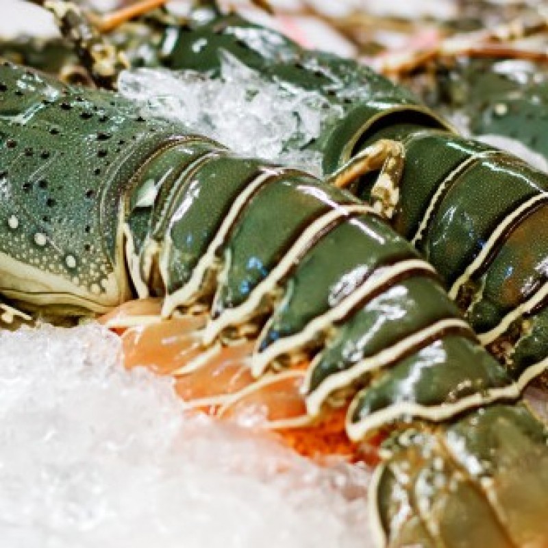 Kebijakan Berbeda Dua Menteri Terkait Ekspor Benih Lobster
