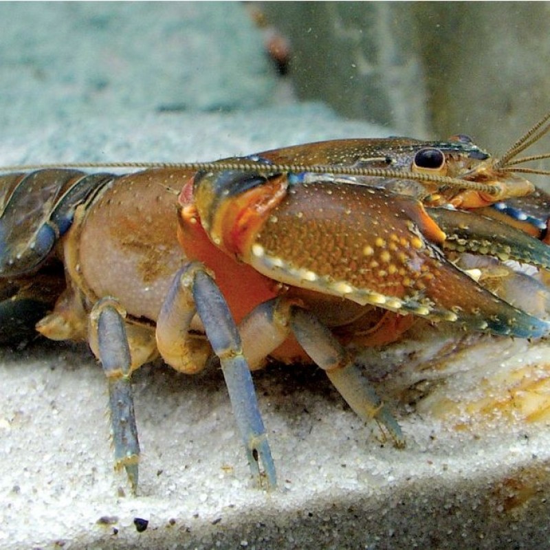 PBNU Minta Menteri KKP Prioritaskan Budidaya dan Restocking Lobster di Dalam Negeri
