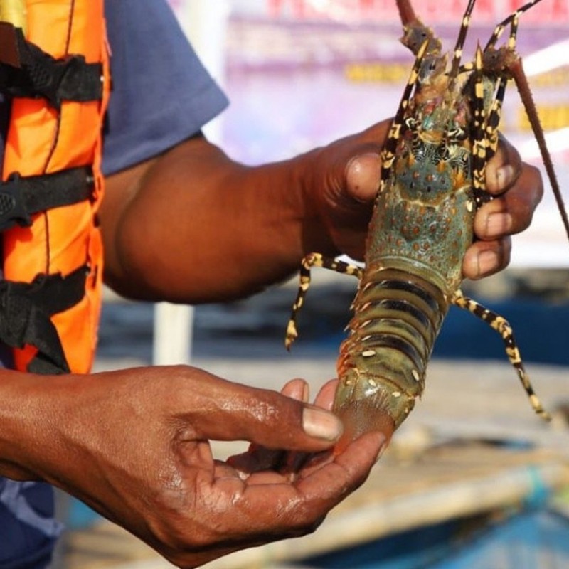 PBNU Pertimbangkan Aspek Keberlanjutan dalam Tata Kelola Lobster
