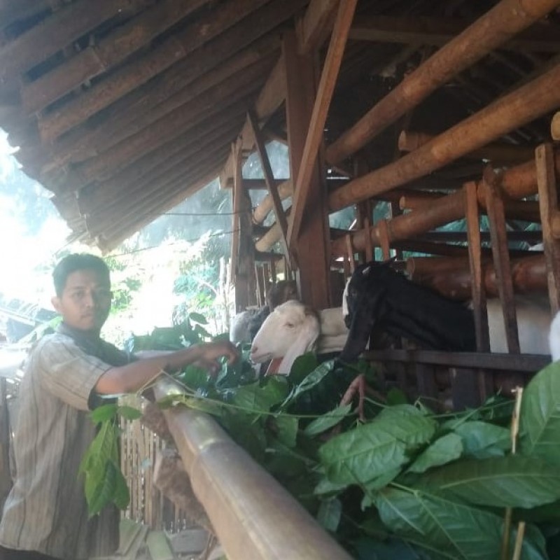 Perjuangan Ketua Ranting Ansor di Lumajang dalam Beternak Kambing