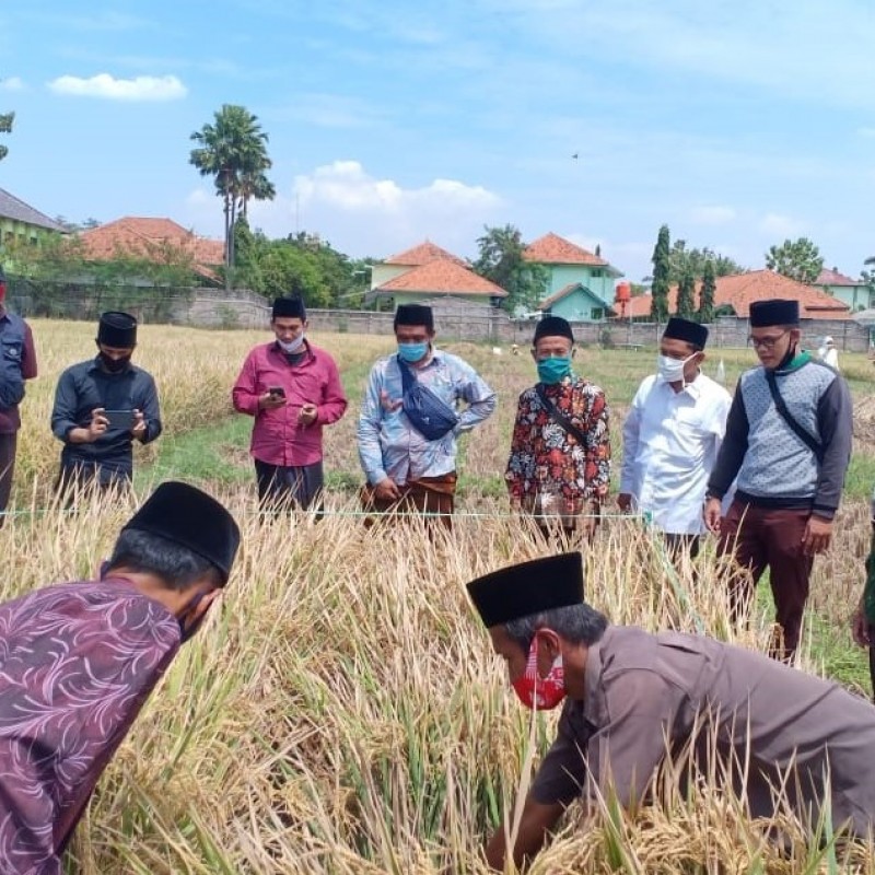 Panen Melimpah Petani Cirebon setelah Gunakan Pupuk Bio Organik Produksi LPPNU