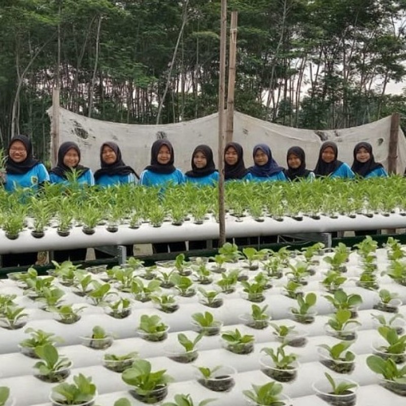 ISNU Bondowoso Kembangkan Hidroganik untuk Budidaya Sayur