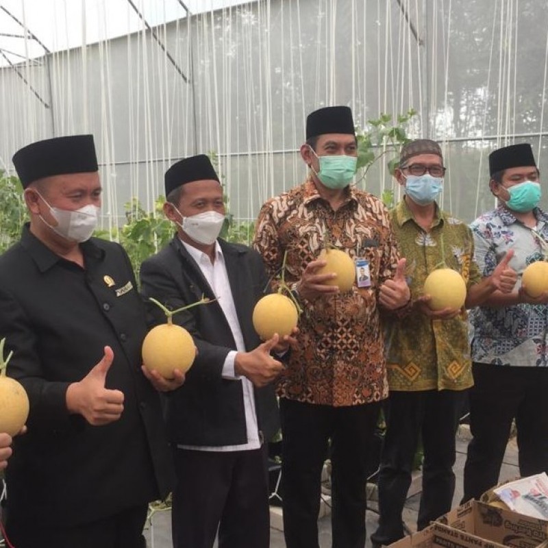 Panen Perdana Melon Inthanon di Green House Pesantren Minhadul Ulum Pesawaran