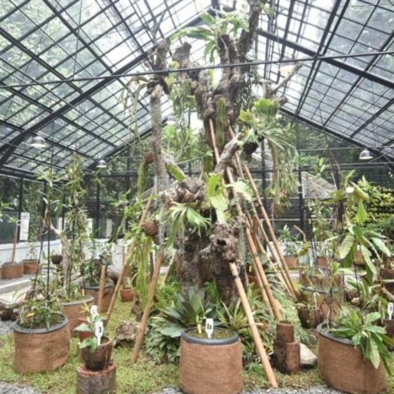 Kolaborasi Pertamina-LIPI Lestarikan Flora, Jaga Emisi Karbon di Kebun Raya Bogor