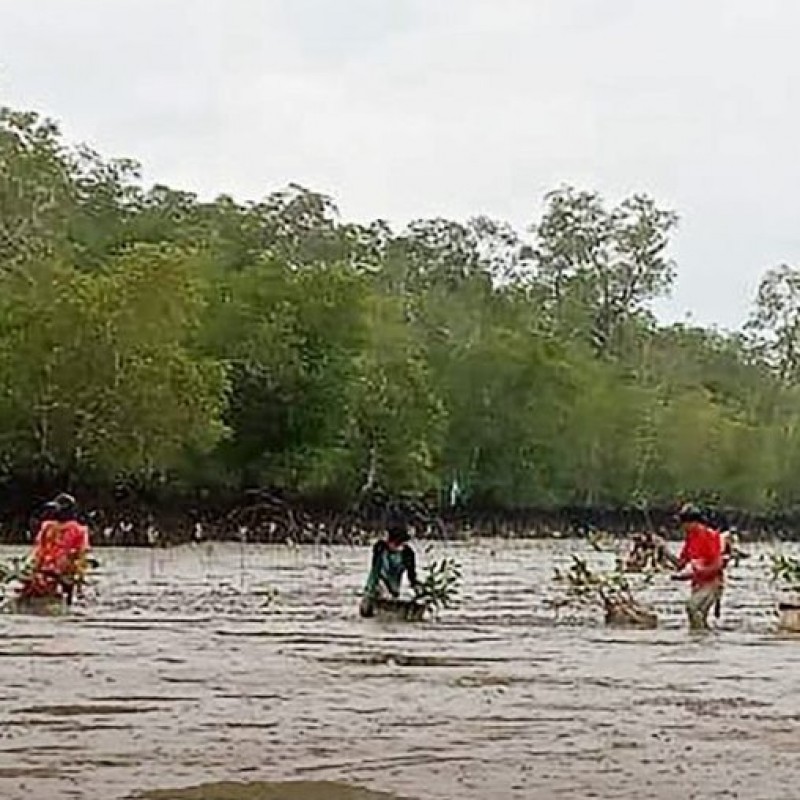 Tiga Unsur dalam Ekosistem Mangrove yang Wajib Diketahui