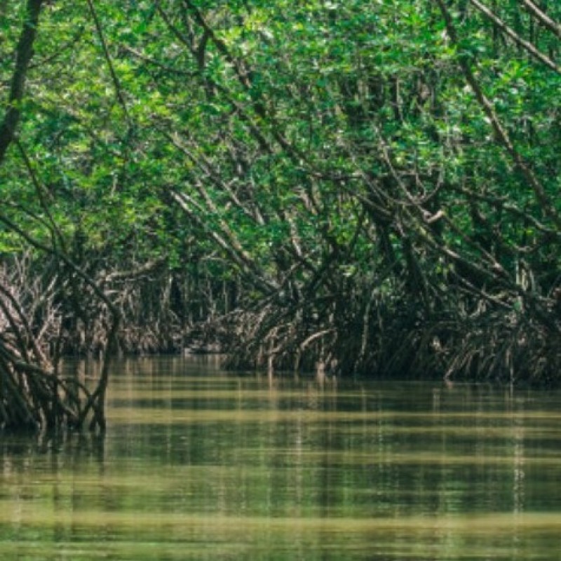 Manfaat Mangrove bagi Biota Laut