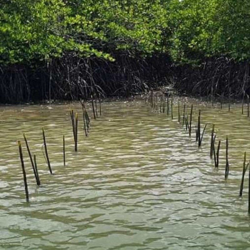 Pola Tanam Tumpangsari Tambak Lestarikan Hutan Mangrove