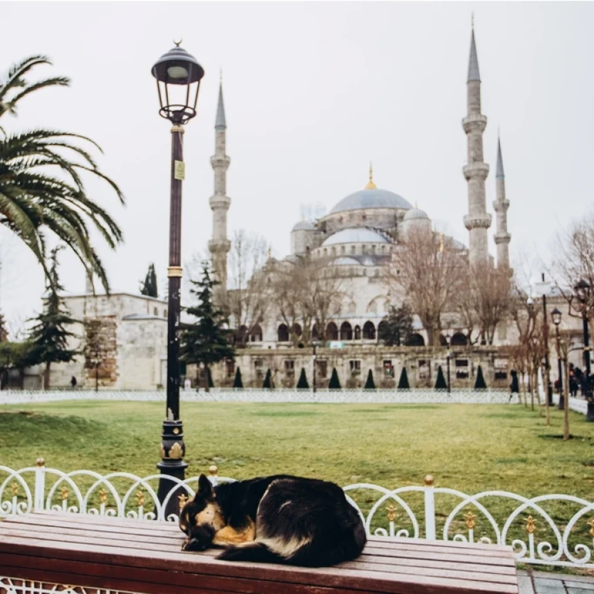 Ini Alasan Najis Liur Anjing dalam Islam menurut Kajian Kesehatan