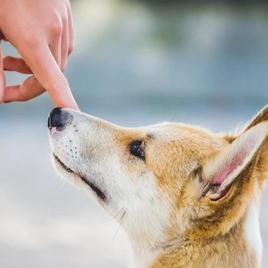 Bersalaman dengan Nonis Pemelihara Anjing, Najiskah?