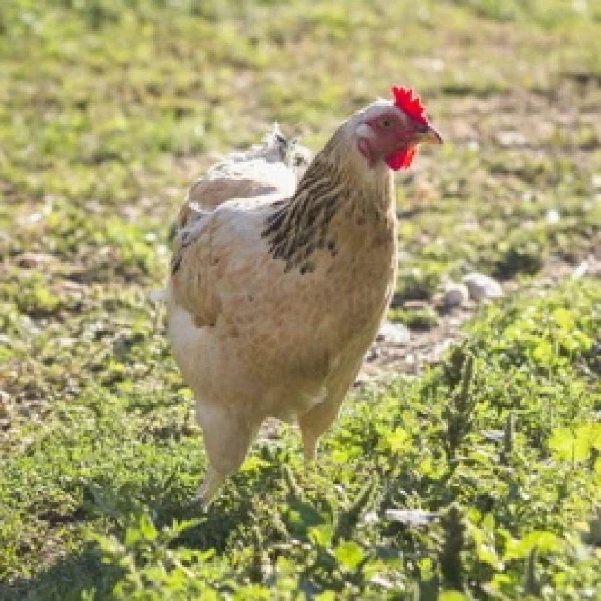 Hukum Jual Beli Kotoran Ayam untuk Pupuk Organik