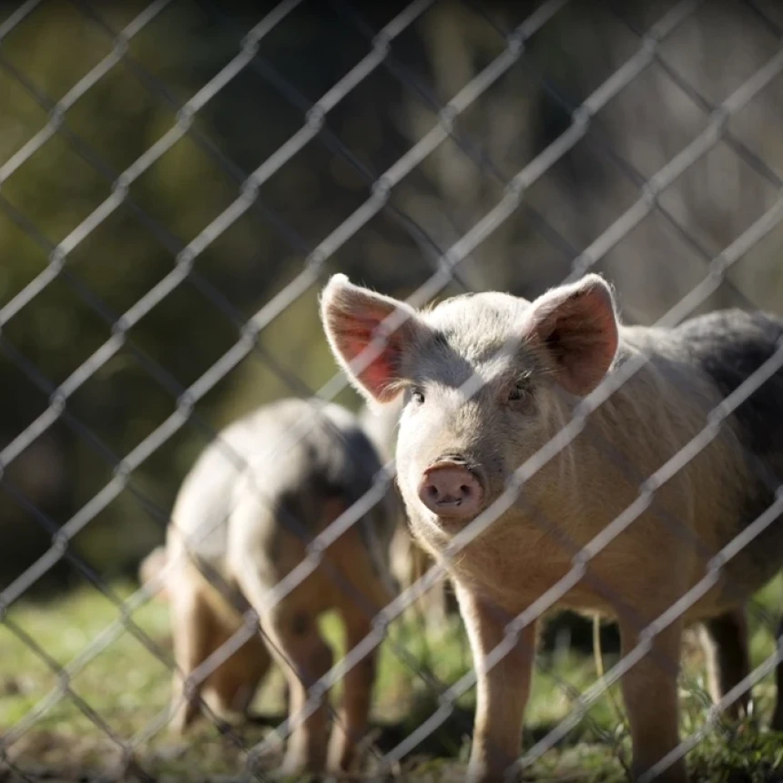 Kambing Halal, Kenapa Babi Haram? Ini Alasannya