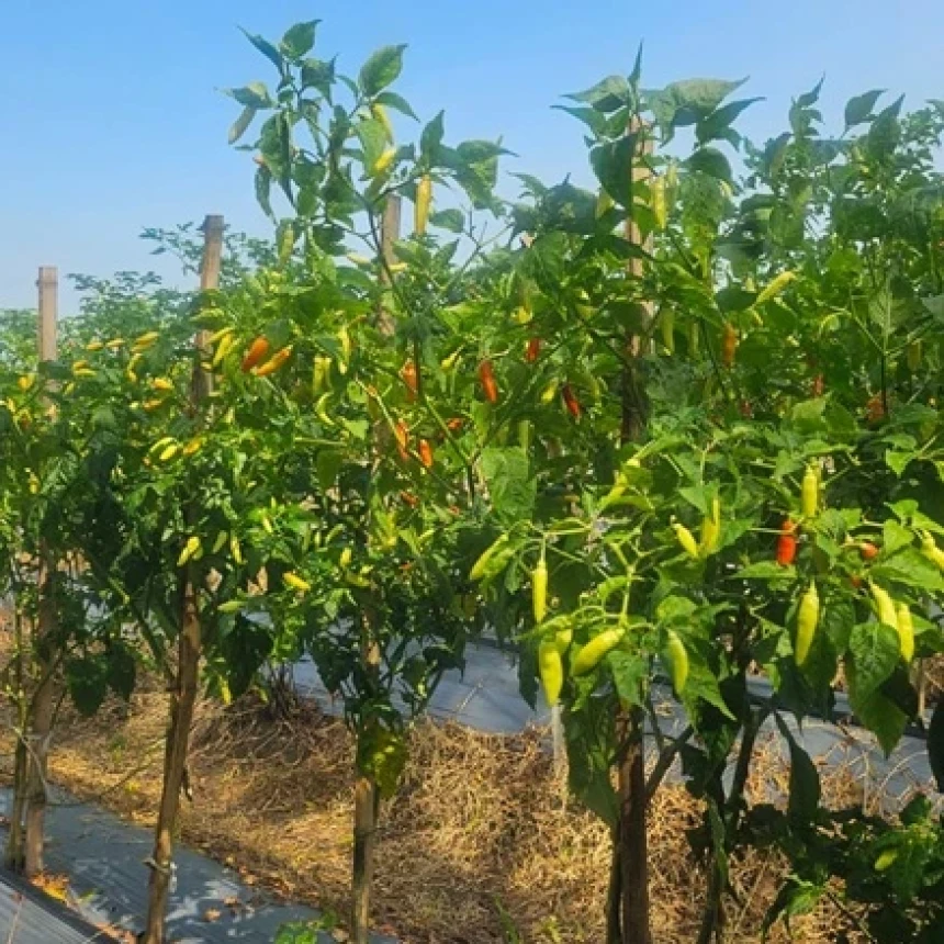 Petani Cabai Rembang: Harga Tinggi Bantu Tutupi Biaya Produksi