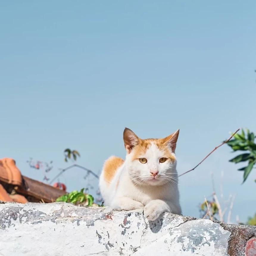 Benarkah Lonjakan Populasi Kucing Liar Mengancam Lingkungan? Begini Penjelasannya