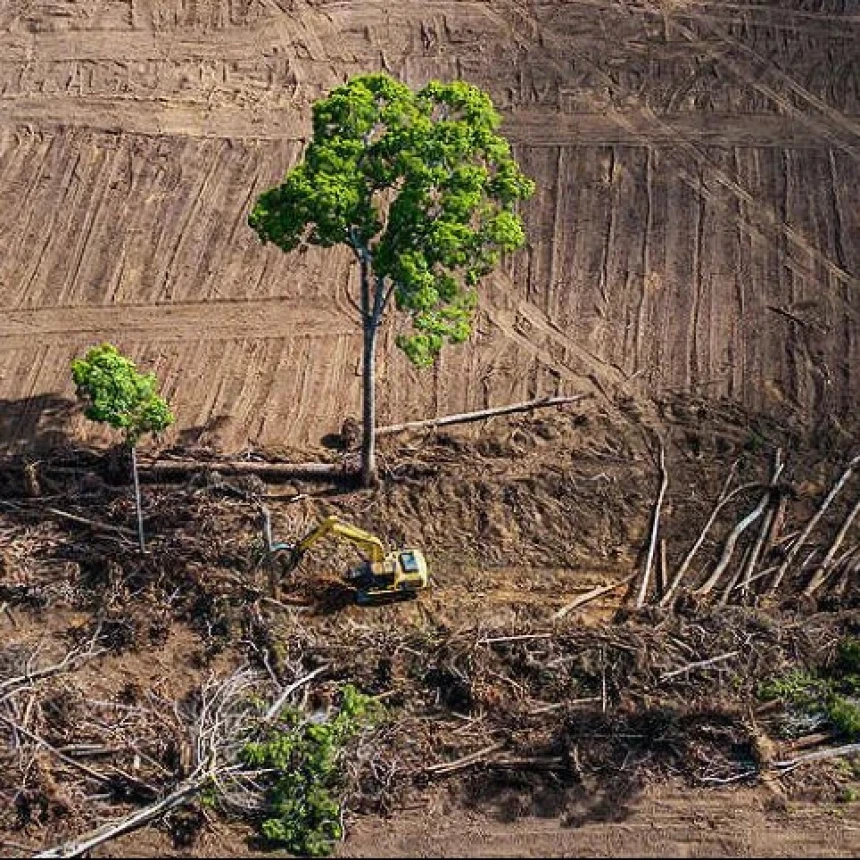 Film Pesta Babi Bongkar Kerusakan Hutan Papua, Greenpeace Soroti Perampasan Tanah Adat demi PSN