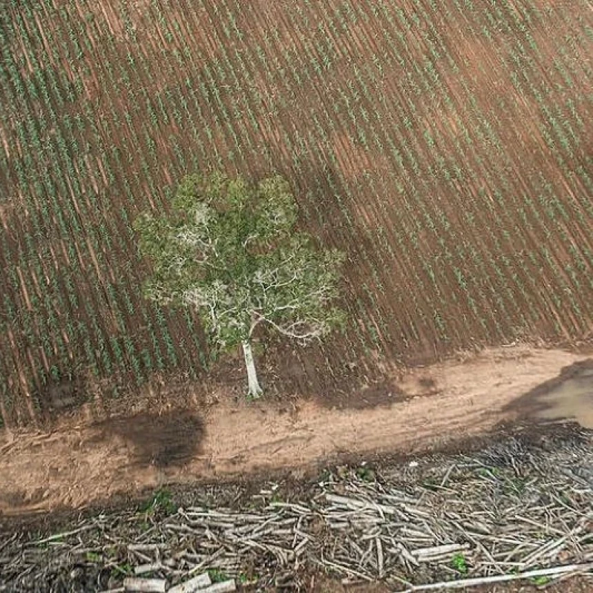 Greenpeace: Hutan Papua Dikorbankan demi Penuhi Pasar Energi Hijau Global