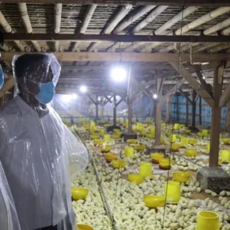 GP Ansor Dirikan Peternakan Ayam Broiler untuk Pemberdayaan Ekonomi dan Ketahanan Pangan