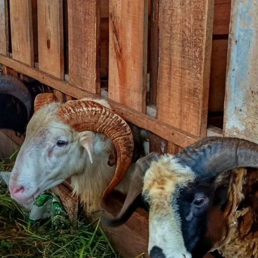 Hukum Berkurban dengan Kambing Kerdil