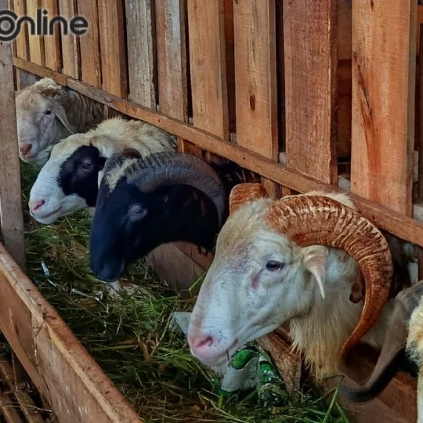 Mendapatkan Pahala Berkurban tanpa Berkurban, Mungkinkah?