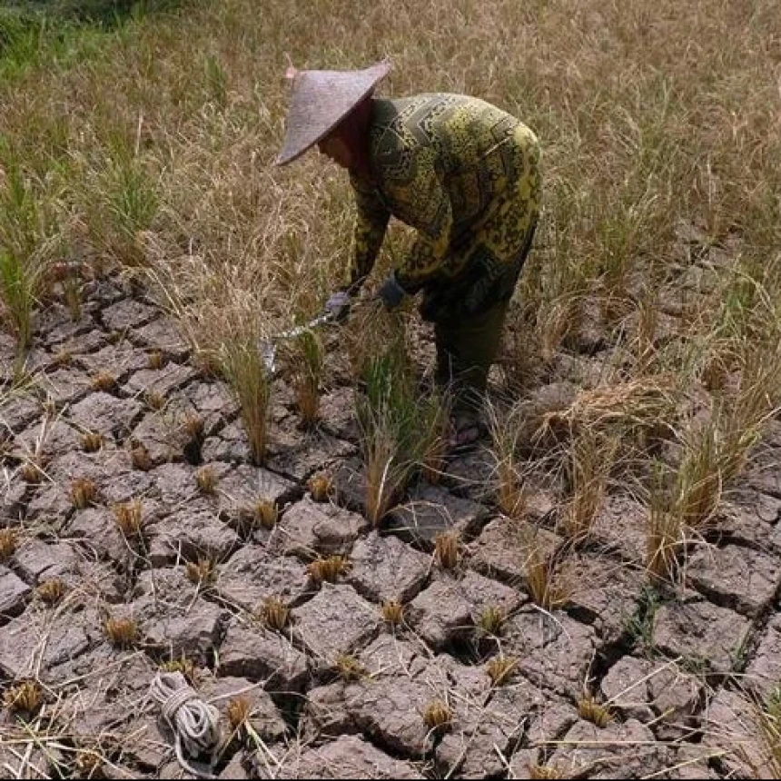 Pemerintah Klaim Stok Beras Aman, Pakar Pertanian UGM Soroti Risiko Gagal Panen saat Kemarau
