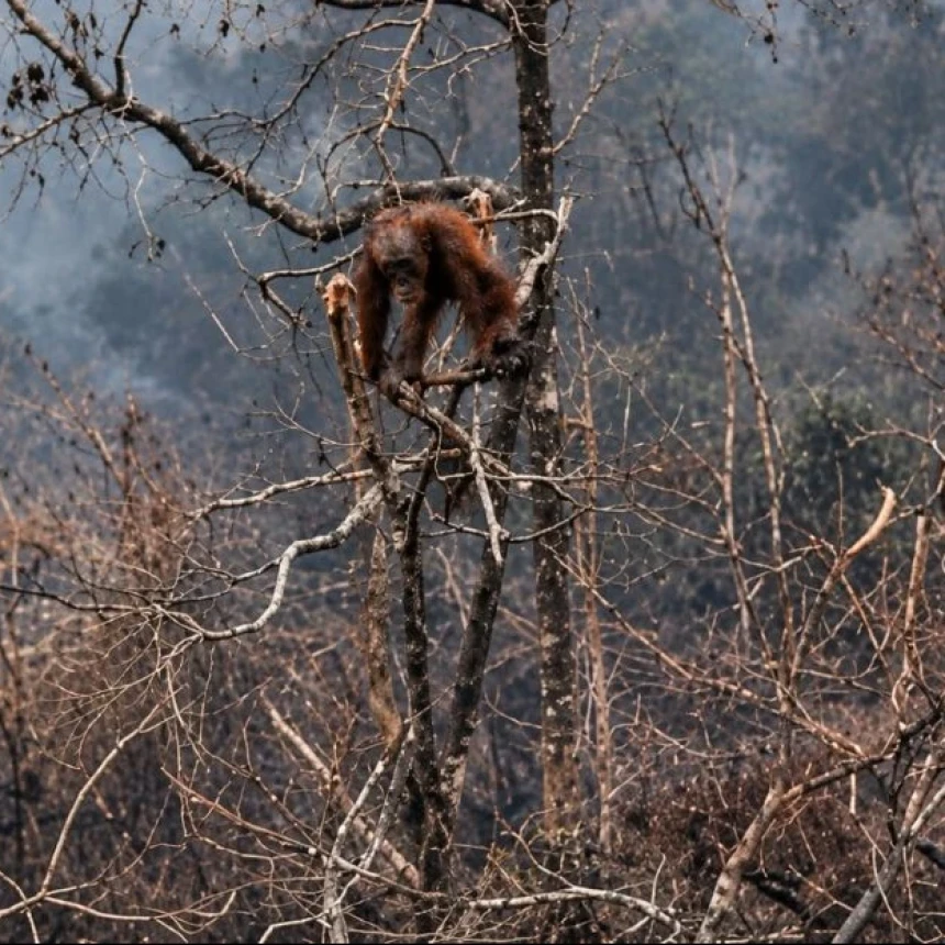 Jelang COP17 Biodiversitas, Habitat Orangutan Terancam, Tanah Warga Jadi Areal Offset