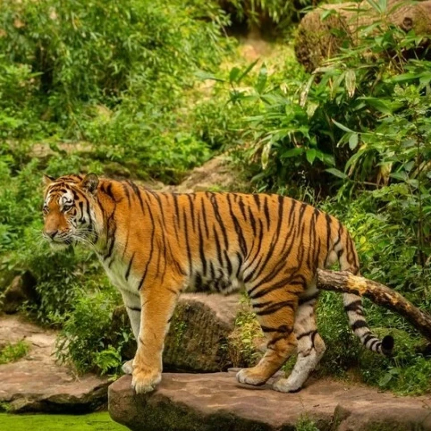 Dua Orang Tewas Diterkam Harimau di Riau, Walhi Desak Pemulihan Habitat