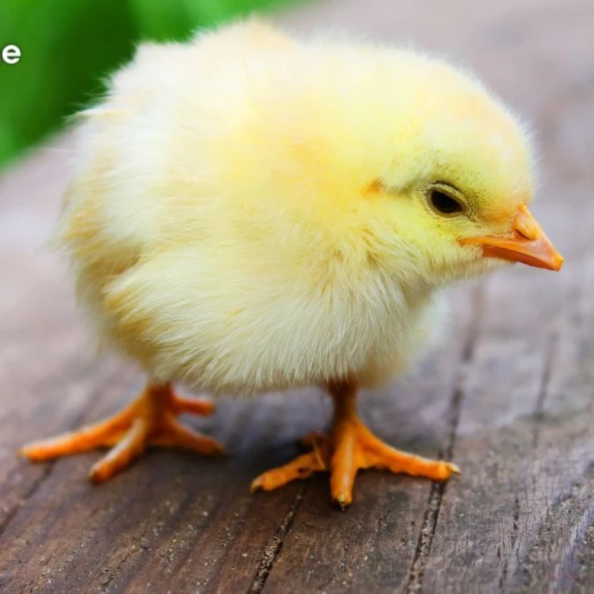 Viral Anak Ayam Jadi Suvenir Pernikahan, Begini Hukumnya dalam Islam