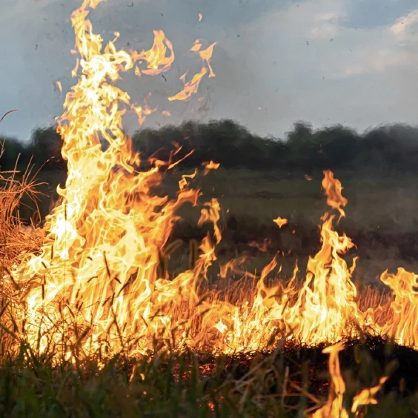 Kebakaran Hutan dan Kekeringan Semakin Meluas, Tata Kelola Ekosistem DInilai Berantakan