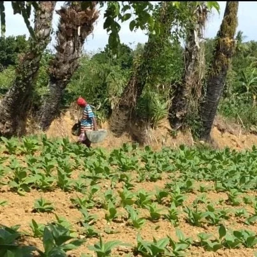 Tembakau Prancak Madura Menjanjikan Keuntungan kepada Petani karena Kualitasnya