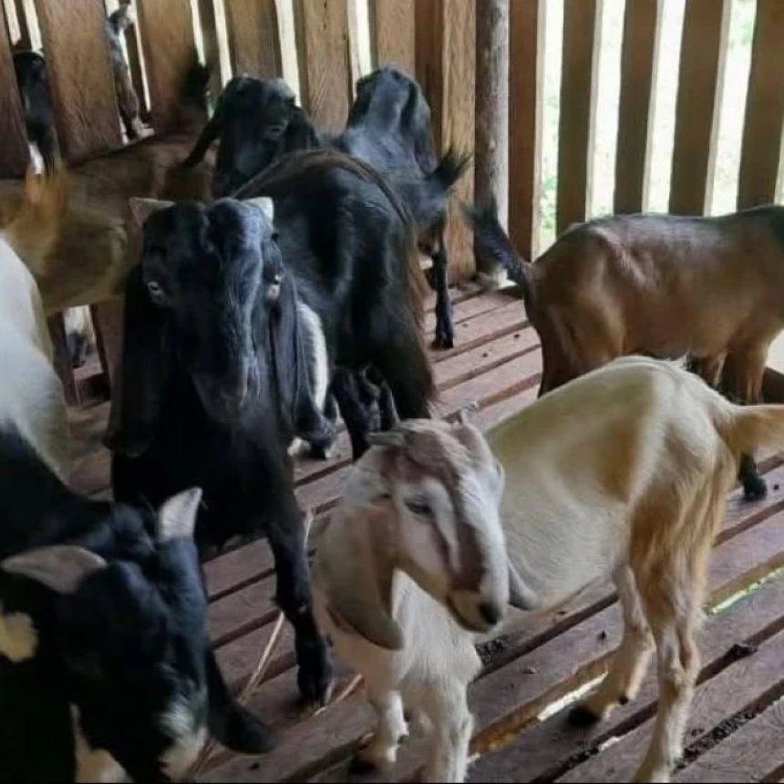 Dayah Mahyal Ulum Al-Aziziyah Banda Aceh Kembangkan Peternakan Kambing