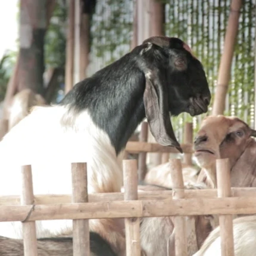 Gulirkan Nusantara Berqurban, LAZISNU Sediakan Paket Hewan Kurban Mulai Rp2,6 Juta