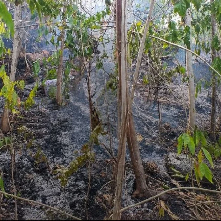 Karhutla di Indonesia Timur, 55 Hektare Lahan Terbakar