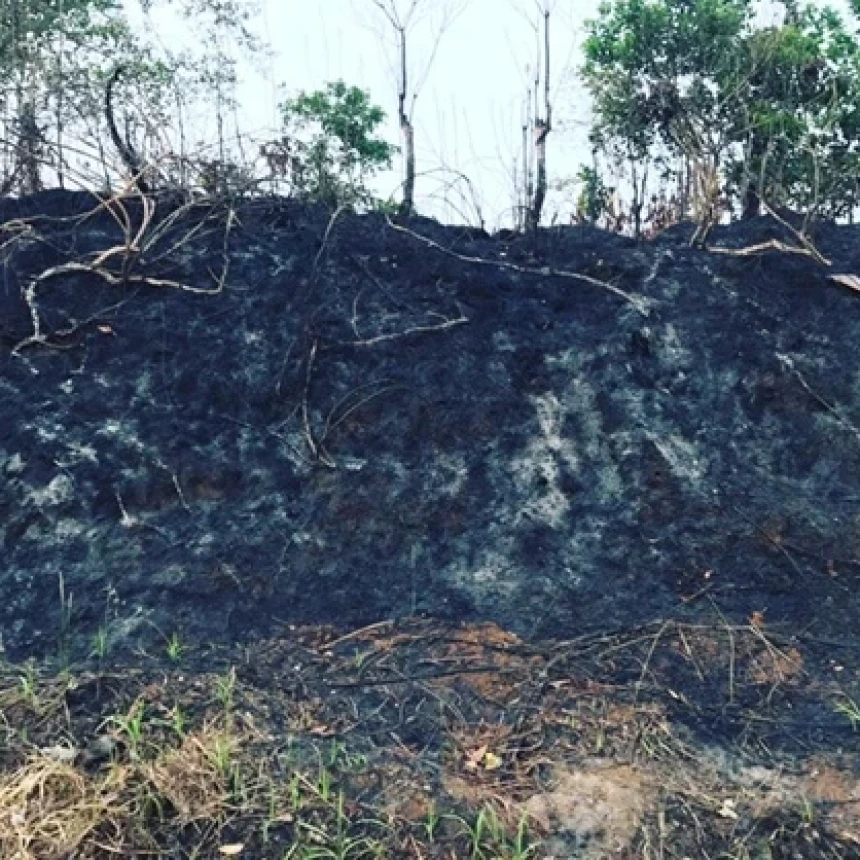 1.240 Hektar Lahan dan Hutan Terbakar di Jambi, Ini 3 Faktor Utama Penyebabnya