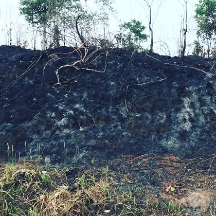 Transisi Energi Berisiko Picu Deforestasi dan Konflik Lahan