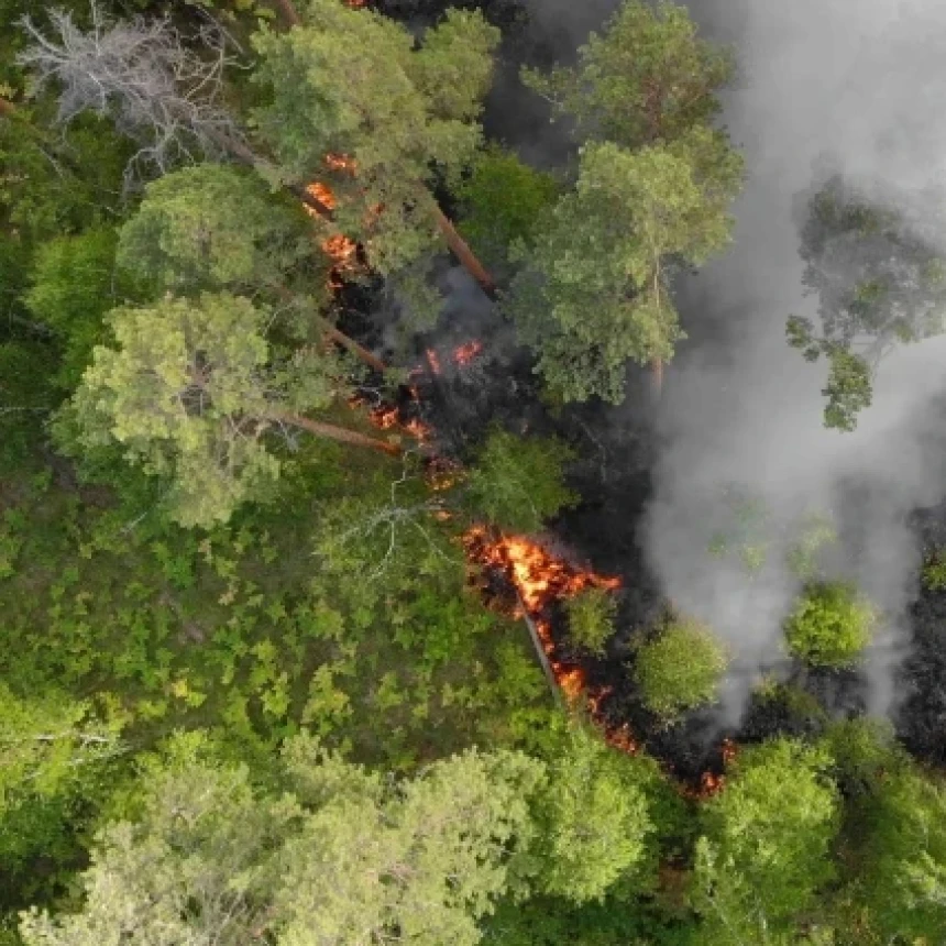 Tanpa Viskose dalam Aturan EUDR, Deforestasi Indonesia Terus Mengalir ke Eropa