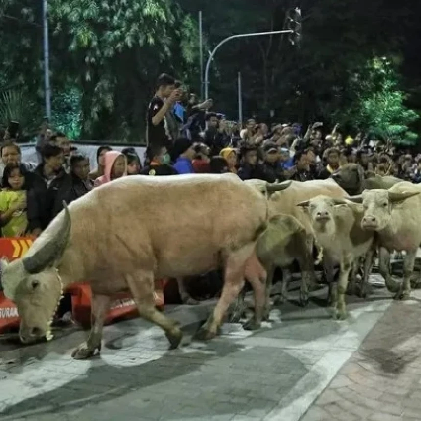 Tradisi Mengarak Kebo Bule Keramat di Keraton Surakarta pada Malam 1 Suro