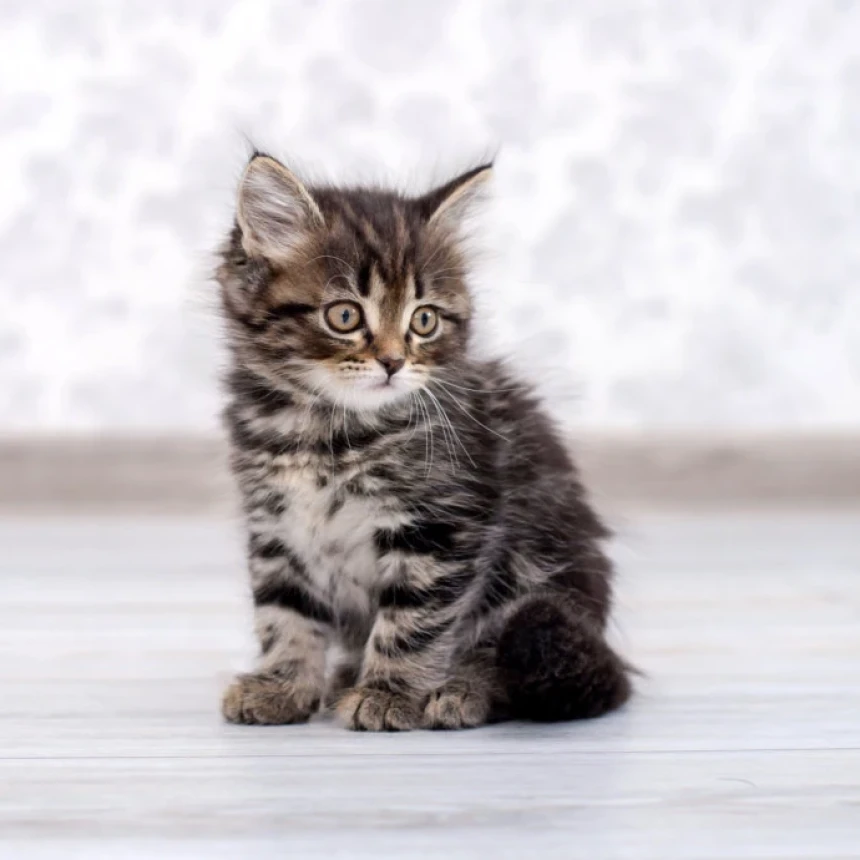 Hukum Kebiri Kucing untuk Kendalikan Populasi yang Tak Terkendali