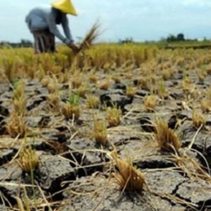 El Nino Ancam Pertanian Indonesia, Pakar UGM Ungkap Risiko Kerugian Petani