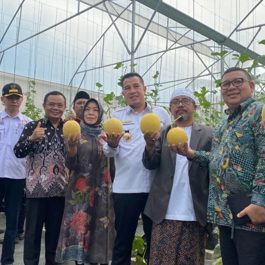 Ditangani Santri, Pesantren Al Hidayat Gerning Sukses Panen Melon Sultan