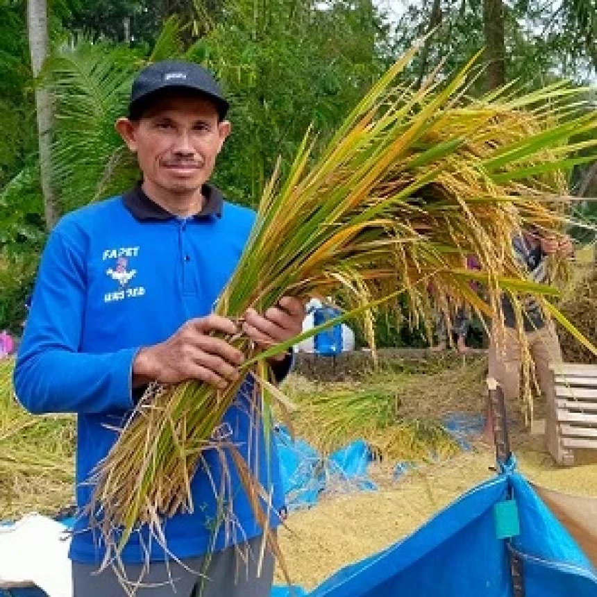 Melihat Panen Padi Organik Petani NU di Banyumas Jawa Tengah